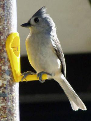 Black-Crested Titmouse