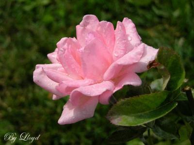 Raindrops and Roses  200.jpg