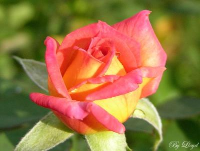 Raindrops and roses  222.jpg