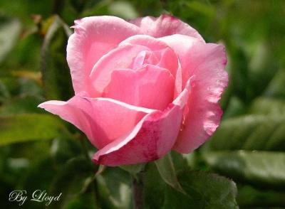 flowers_04-3