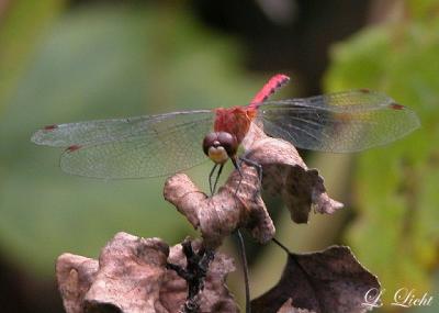 Dragon Fly  058a.jpg