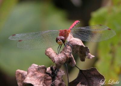 Dragon Fly  058a.jpg