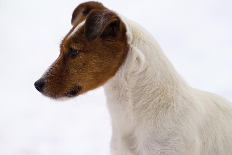 Coco in the snow (120-300)
