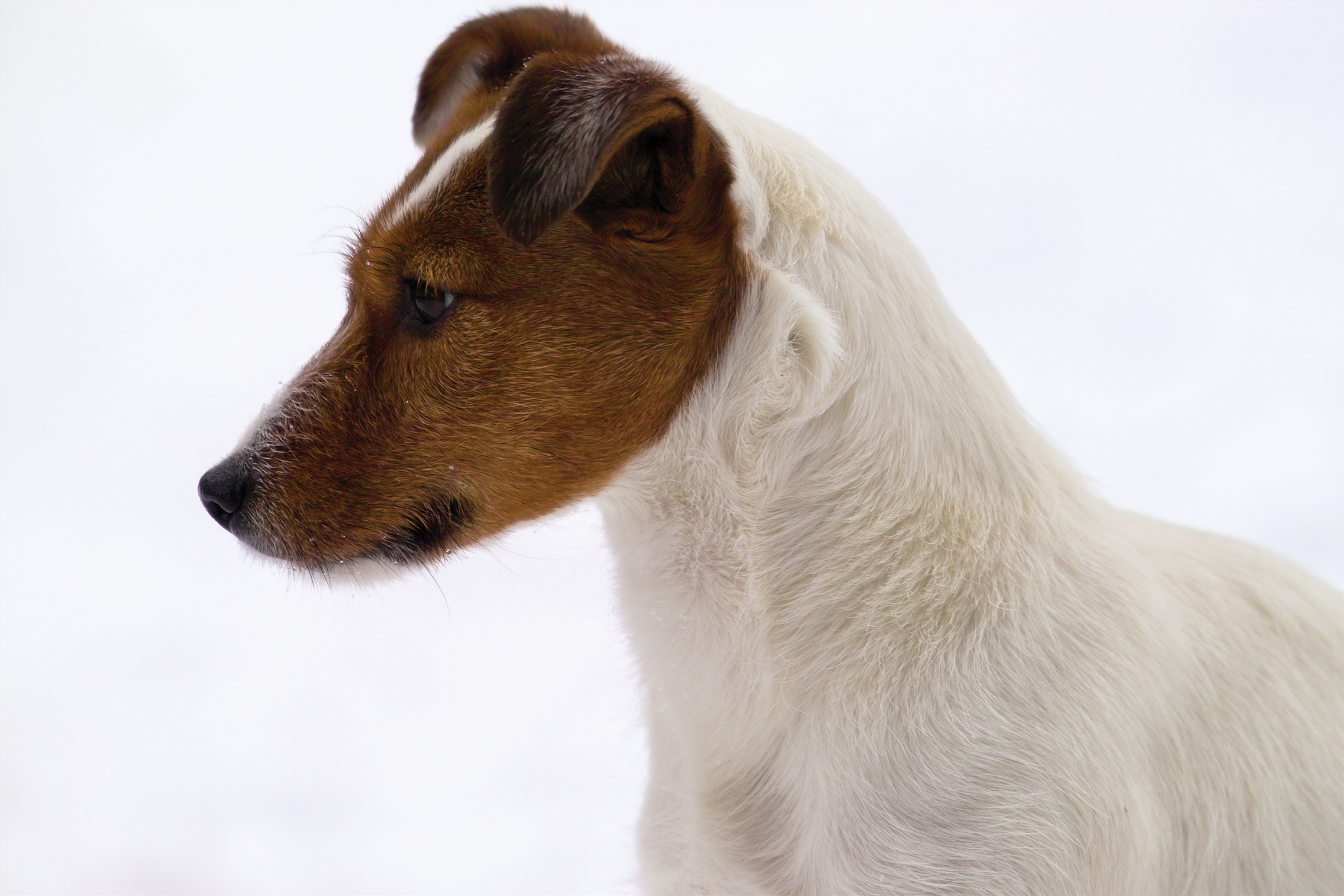 Coco in the snow (120-300)