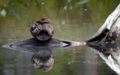 u18/loggah/medium/20403908.Hybridduckcommonmerganser5845.jpg