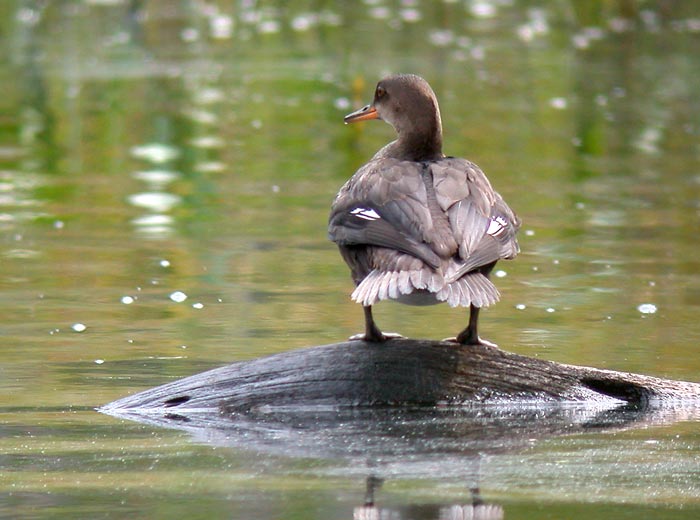 common-merganser-5832.jpg