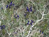 Purple Flowering Bush