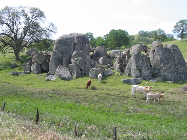 Cows