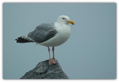 perched