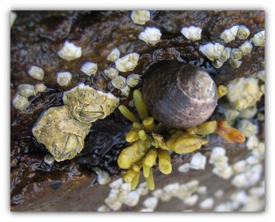 snail with garnish