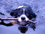 Bailey and a stick.jpg