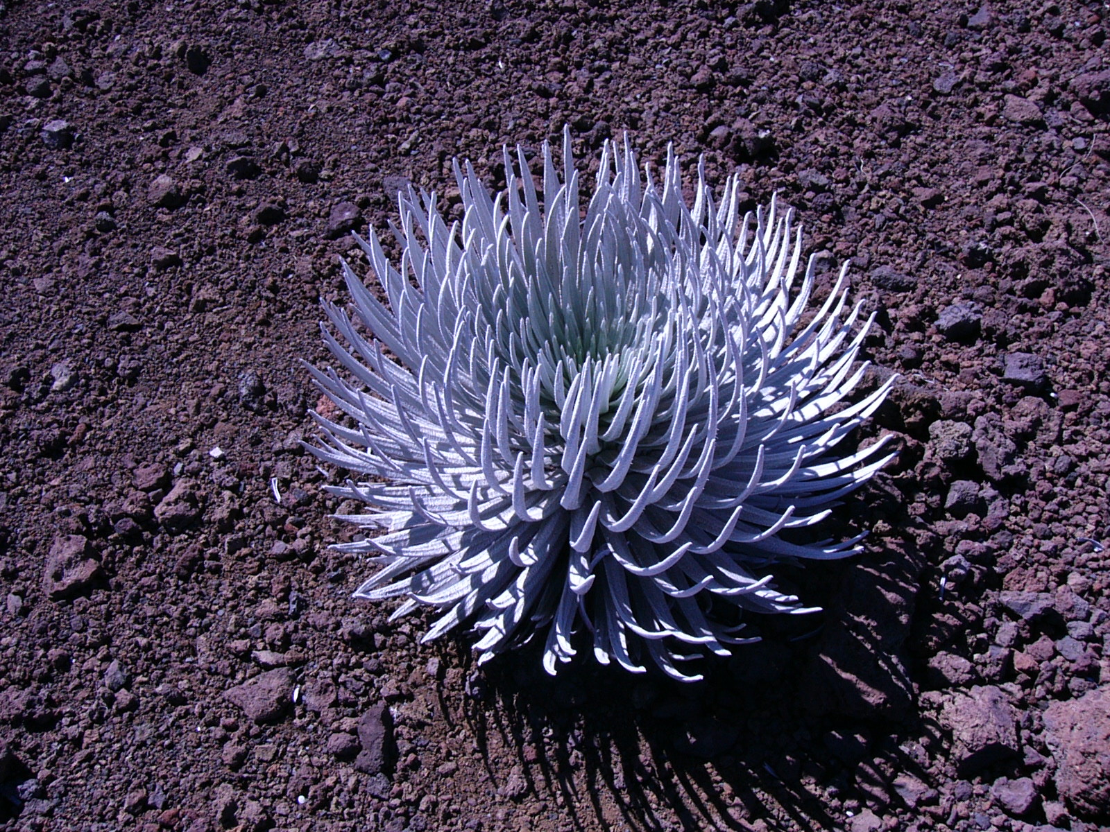 silver plant