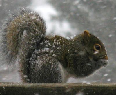 SnowySquirrel.5339