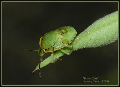 ShieldBug.5022