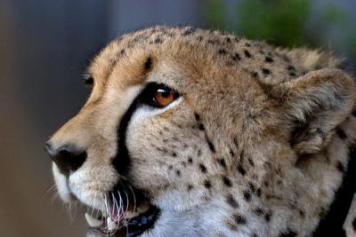 WAP Cheetah