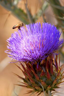 Another Flower and Bee