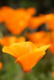 WAP Poppy