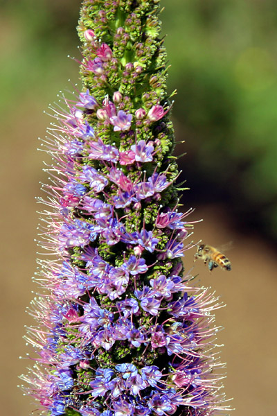 Flower and Bee