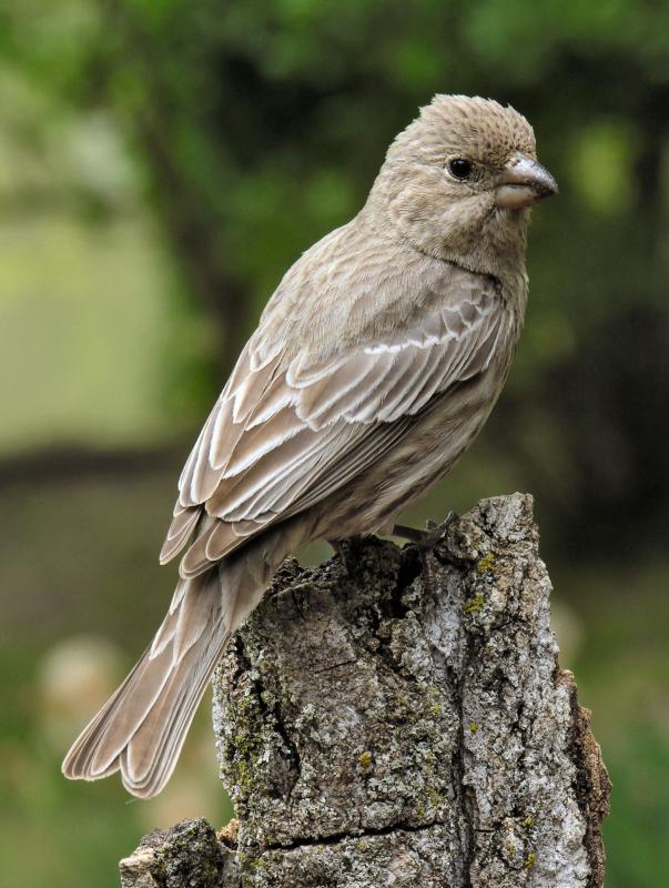 House Finch female