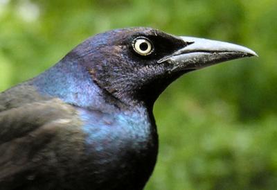 Common Grackle male