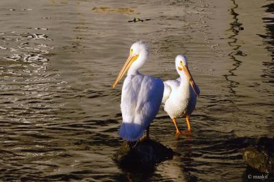 Pelicans