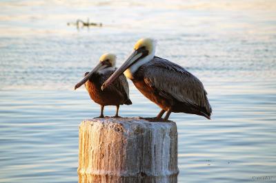 Pelicans