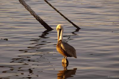 Pelicans