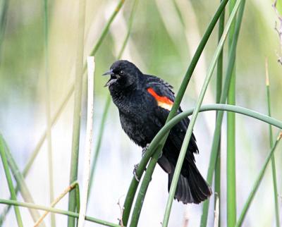 Redwing blackbird