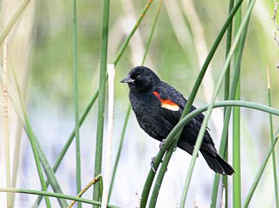 Redwing Blackbird