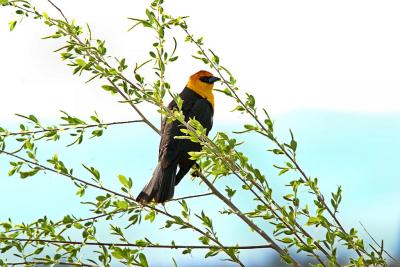 Yellow-headed Blackbird