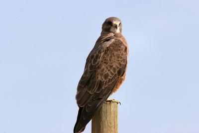 Swainson's Hawk Male
