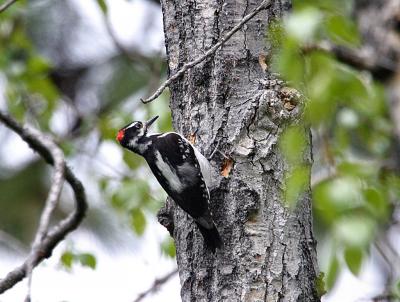 hairy woodpecker Wenas