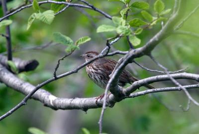 Coy song sparrow