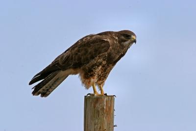 Swainson's hawk female-1