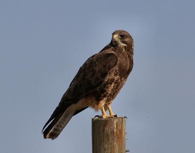 swainson's hawk female-2