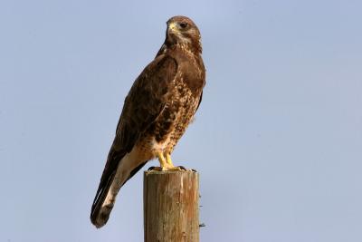 Swainson's hawk female
