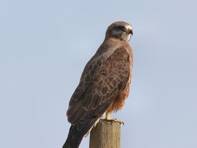 Swainson's hawk male-1