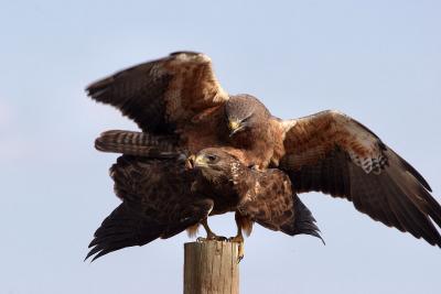 Swainson's hawks mating-2