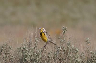 Western meadowlark Selah