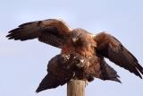 Swainsons Hawks Mating