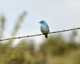 mountain bluebird male Wenas