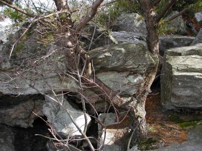 Unusual pine formation (view #1)