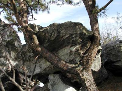 Unusual pine formation (view #2)