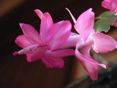 Thanksgiving Cactus