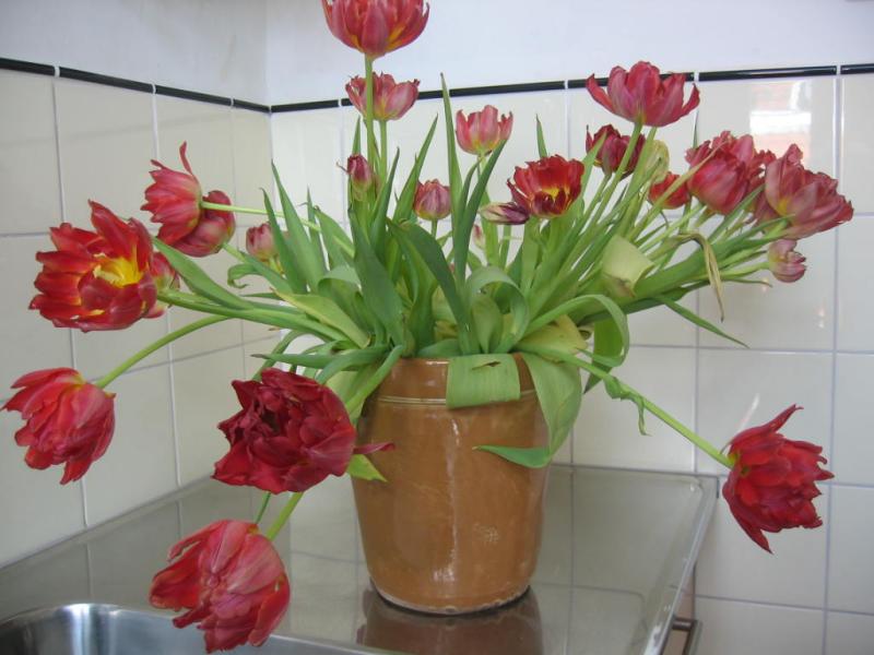 bloemen dag zeven