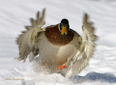 Hitting The Slopes - Mallard Duck