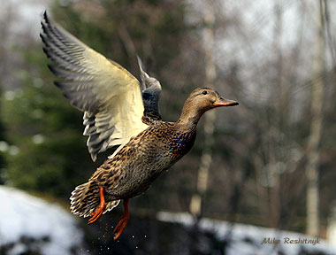Golden Light Or Solid Gold Mallard