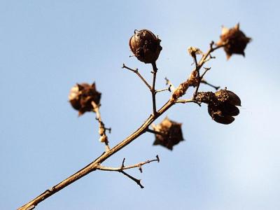 Seed Pods in the Sky