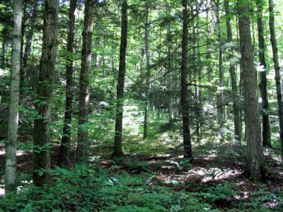 Along the Oh Susannah Trail
