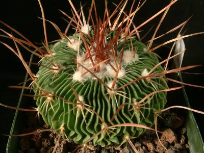 Cacti in La Jolla